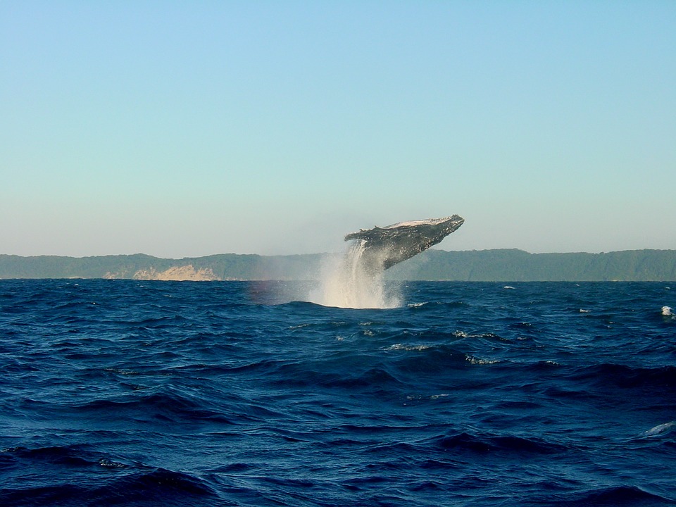 Whale-watching, Peak Season