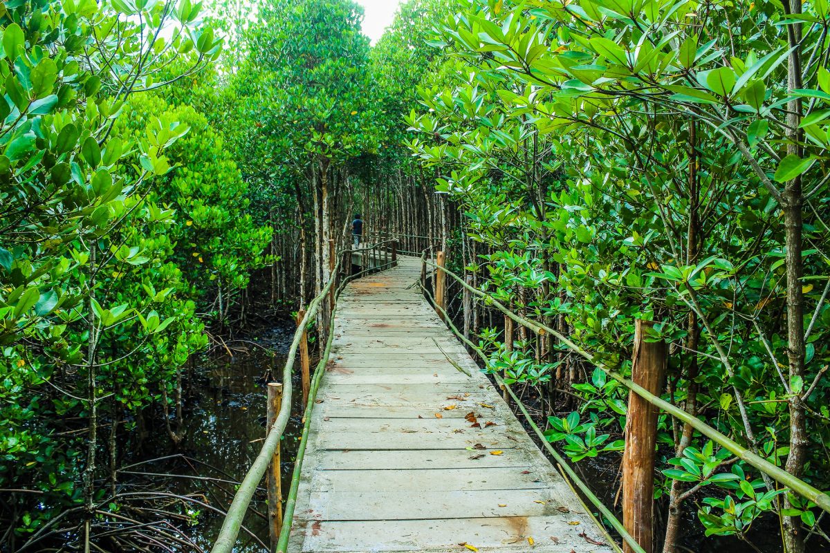 Mangrove broadwalk Philippines
