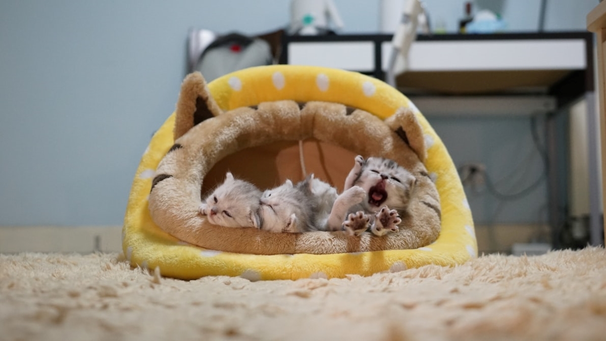 Kittens in cat bed