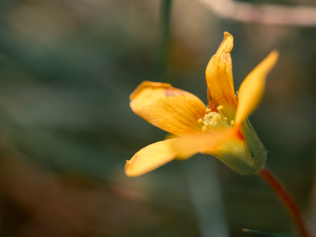 Yellow flower on blurred background Yellow flower on blurred background