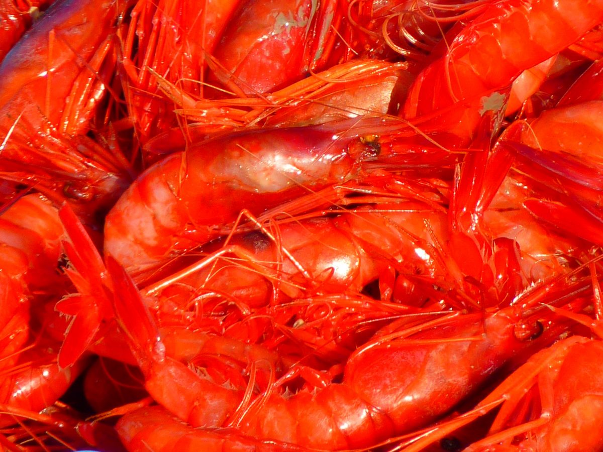 The Best Seafood Restaurants, Shrimp, Drunken Jack's Restaurant & Lounge 