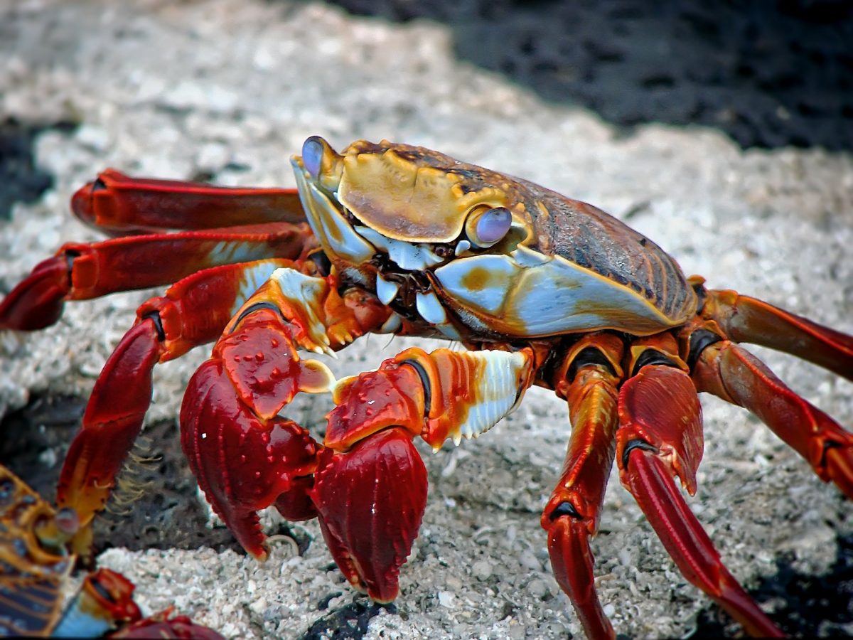 The Best Seafood Restaurants, Crab, Joe’s Seafood, Prime Steak & Stone Crab