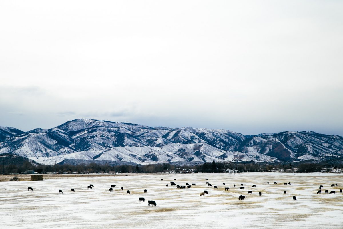 Snowy field and mountains near Fort Collins