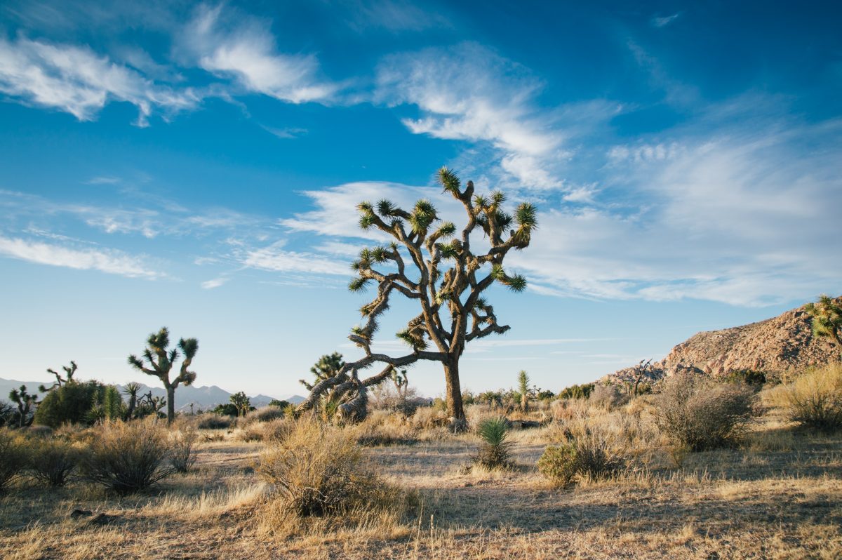 Wild animal spotting at alpine butte wildlife sanctuary