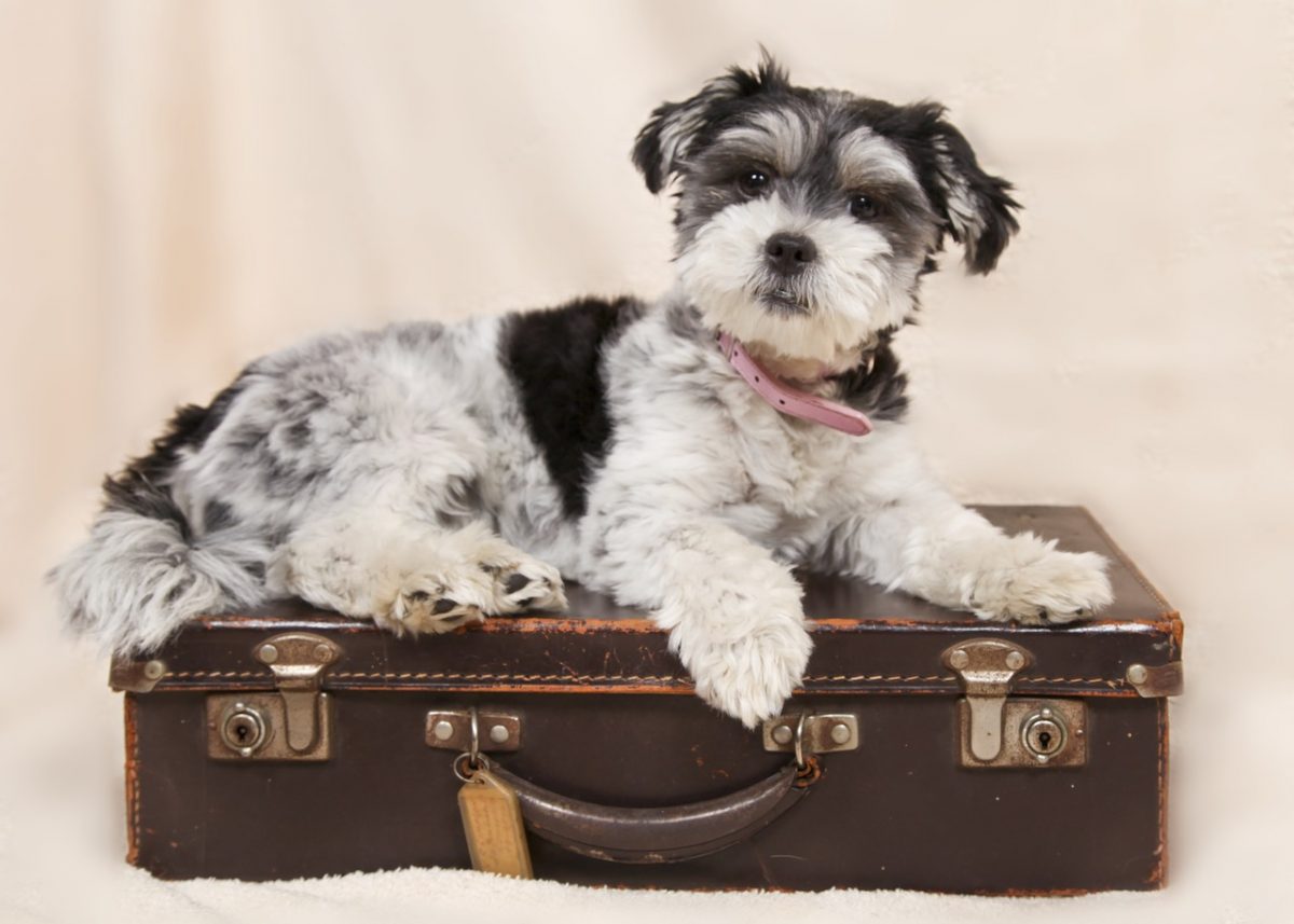 best airlines for dogs international