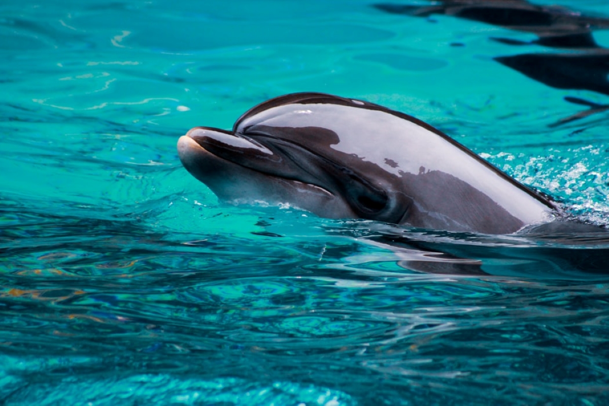 Dolphin in water