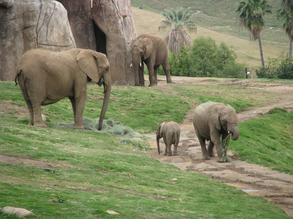 Elephants in an open-air habitat in San Diego Zoo Safari Park