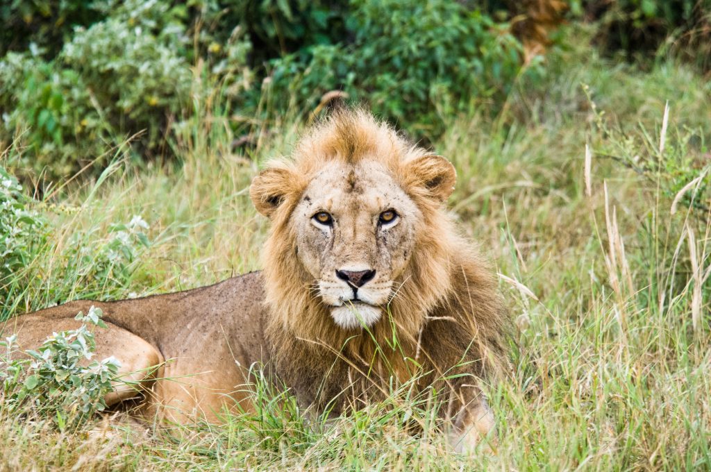 Lion in Mauritius