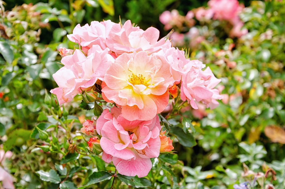 Garden, Flower Garden, Flower