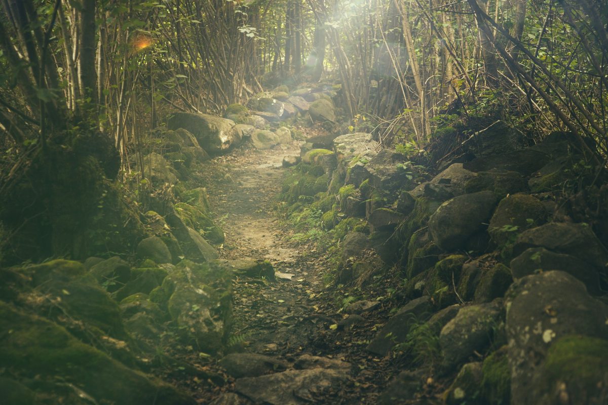 Forest Hike Hiking