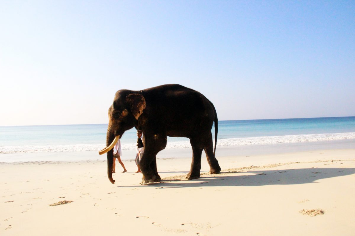 An elephant walks on the shores of Havelock Island, India