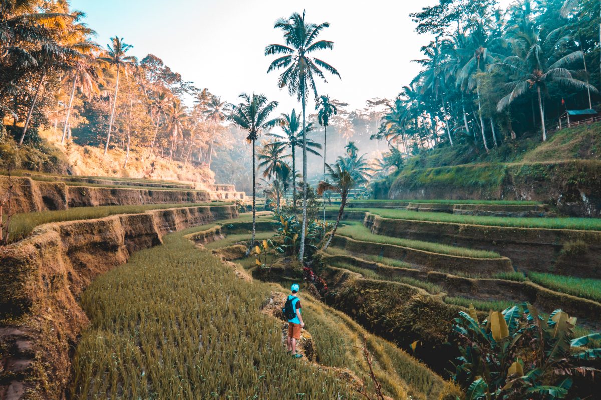 Tegalalang Rice Terrace, Bali