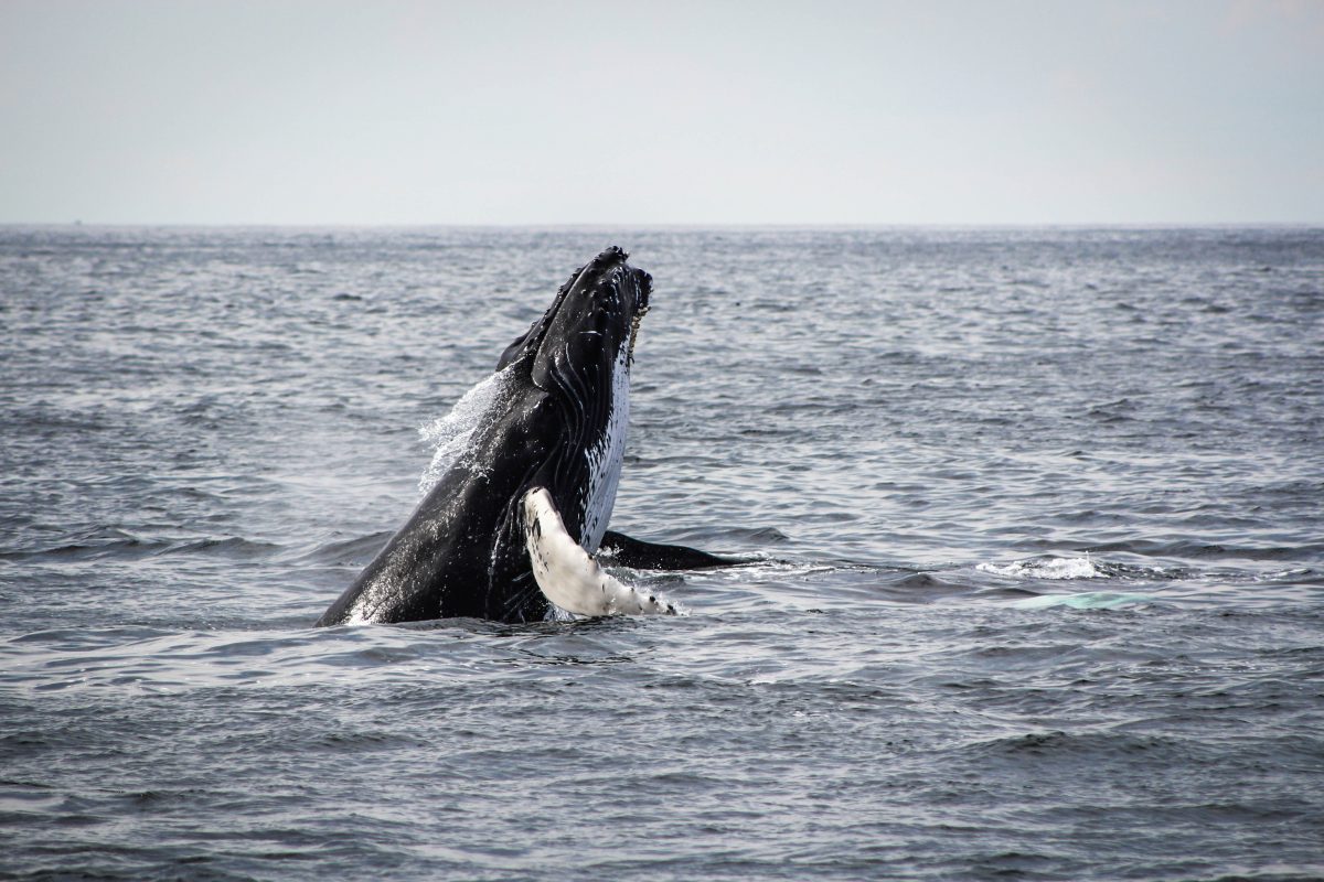 Whale Watching Tour, Santa Barbara, California, USA Whale Watching Tour, Santa Barbara, California, USA