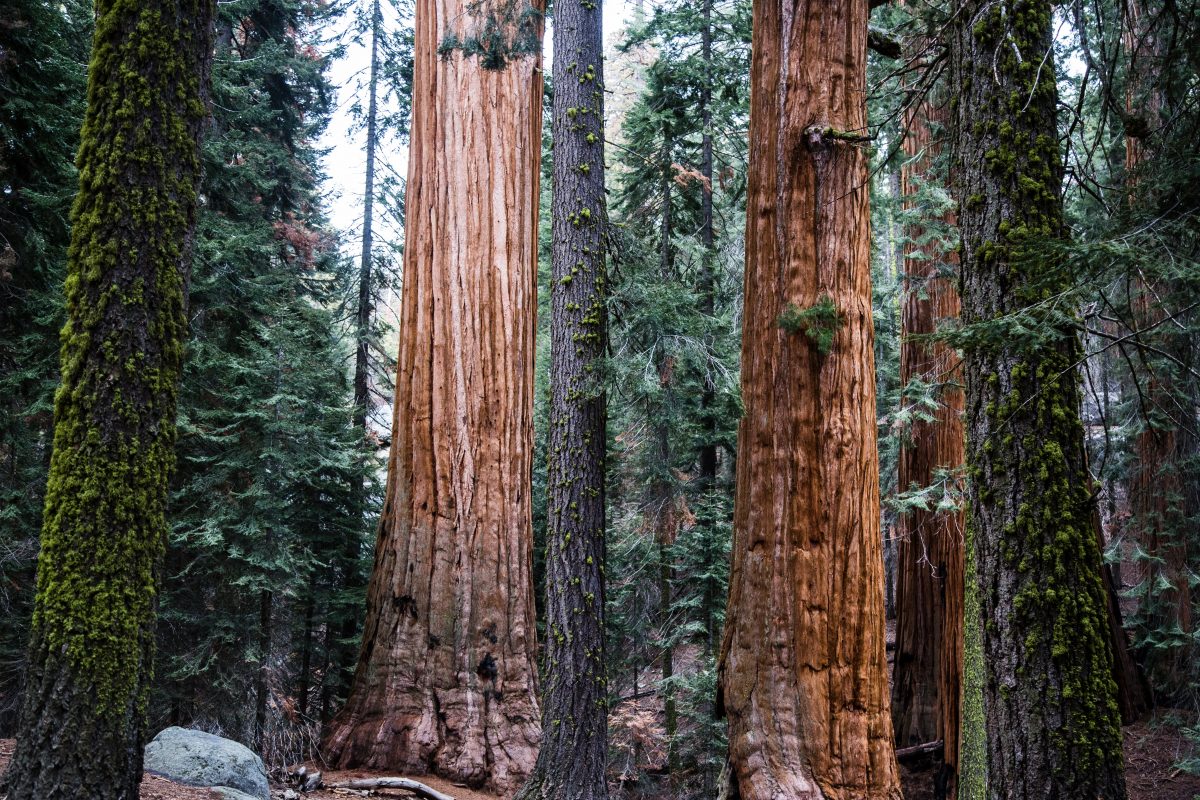 Redwood National Park, California, USA, Top 3, World Traveller