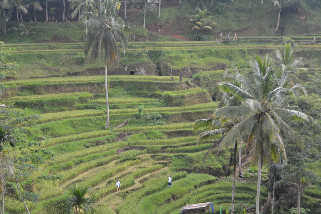 Rice Paddies