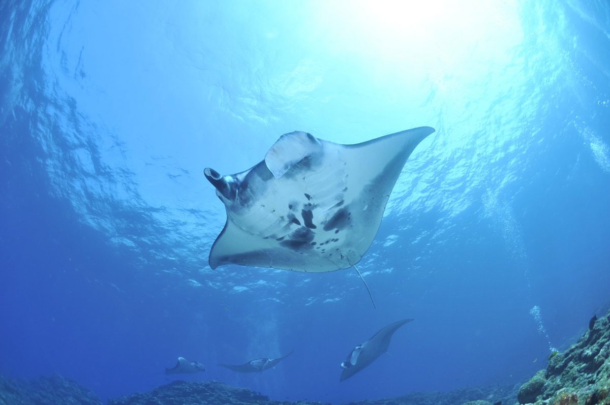 Manta Rays, Diving