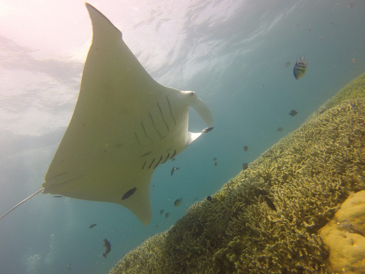 Manta Ray, Yap, Micronesia