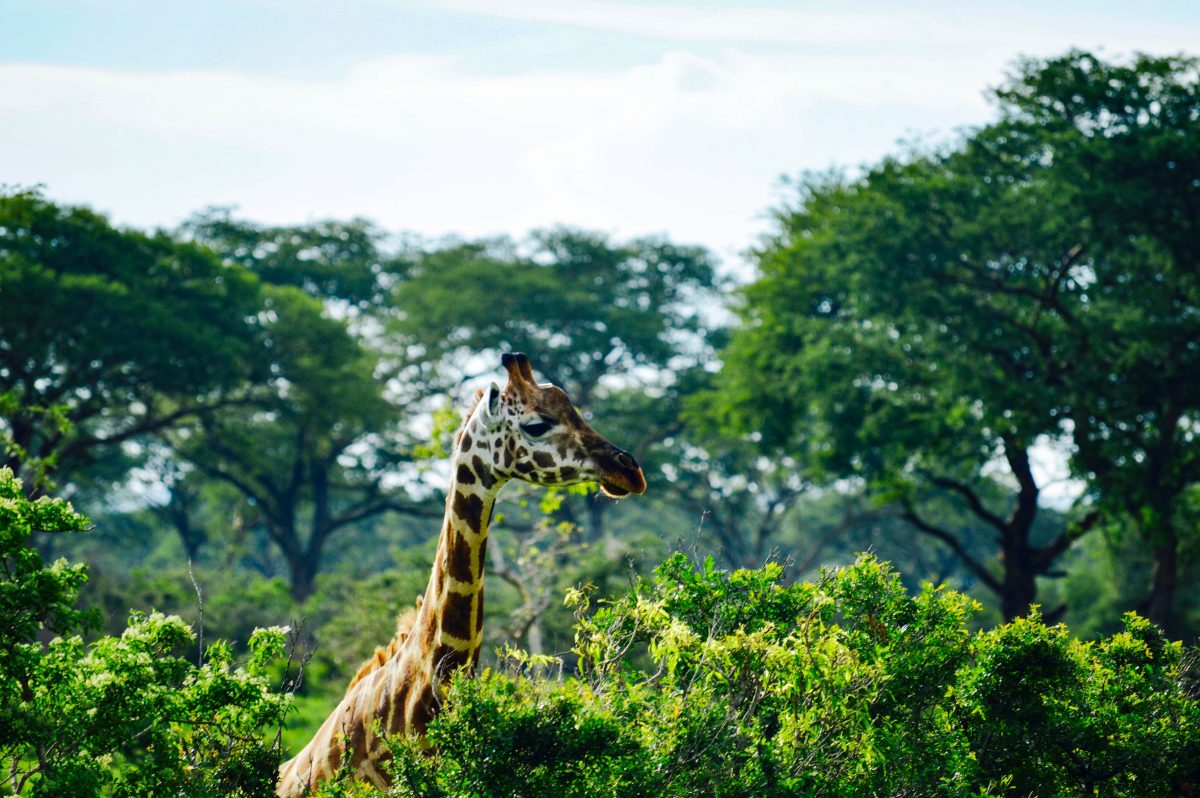 matthew-essman-tlzGeWOA-z0-unsplash Since opening as a small, private zoo in 1991, Nashville Zoo has grown into the 9th biggest zoo in the country