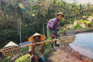 Balinese harvesting rice in Ubud, Bali