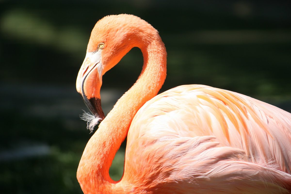 Flamingo on the water