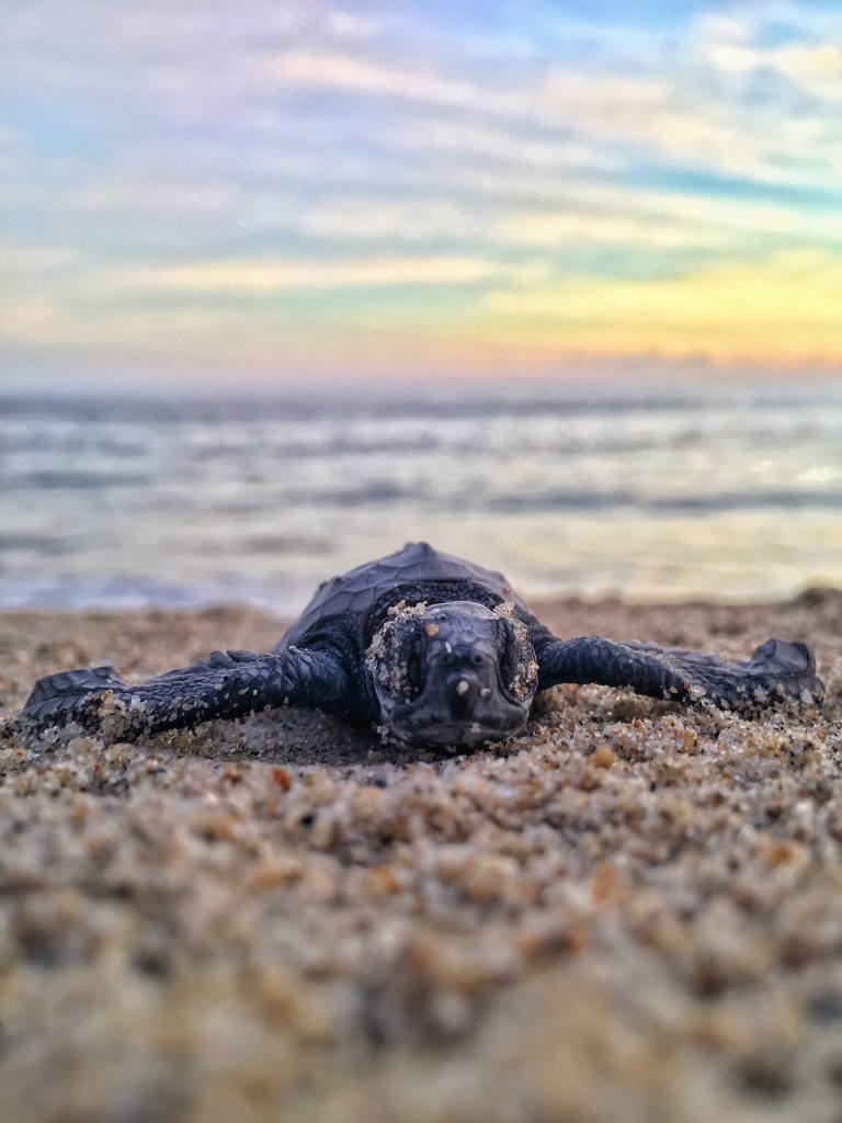 puerto escondido, mexico, sea-turtles, beach