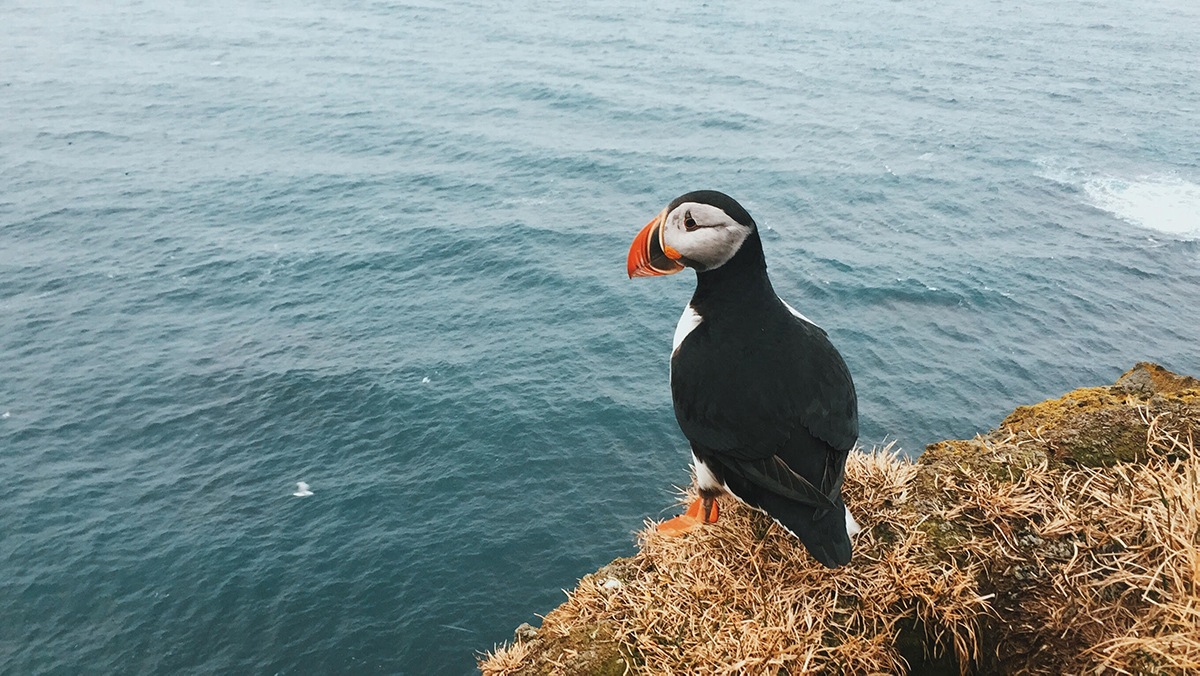 Best Time To Visit Iceland, Iceland, Puffin