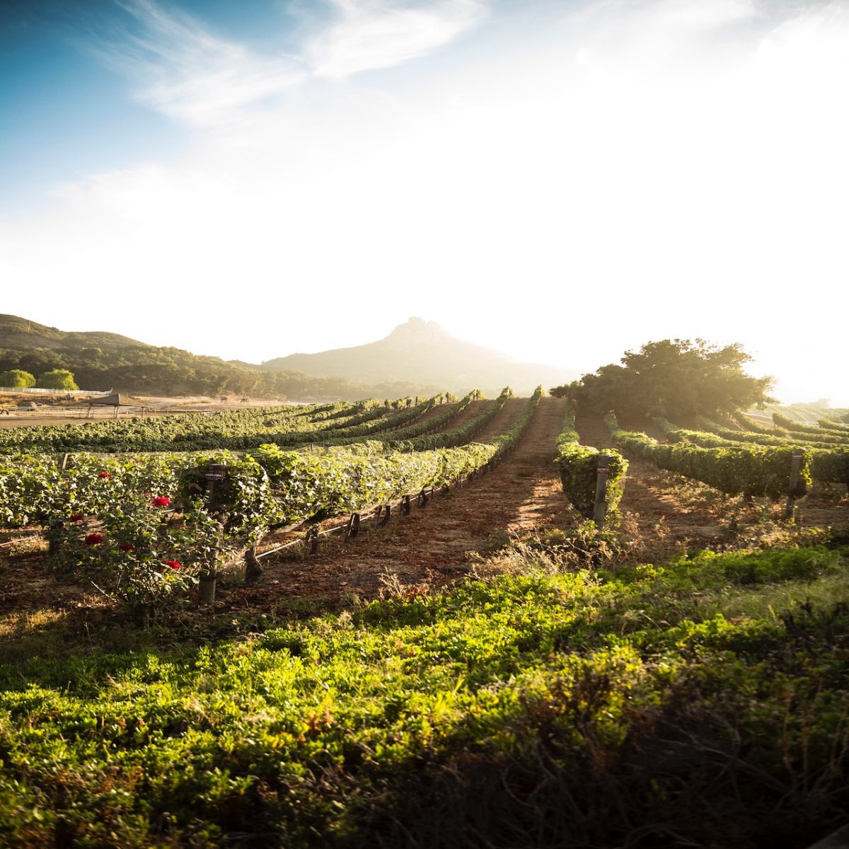 Malibu Winery Tours