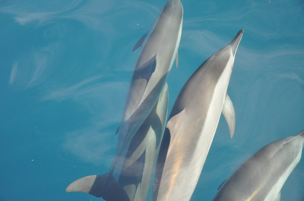 Dolphins in Mauritius