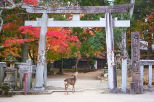 Nara, Japan