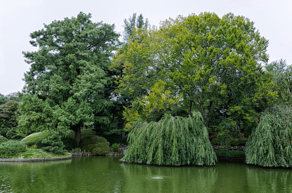 Lake, Trees