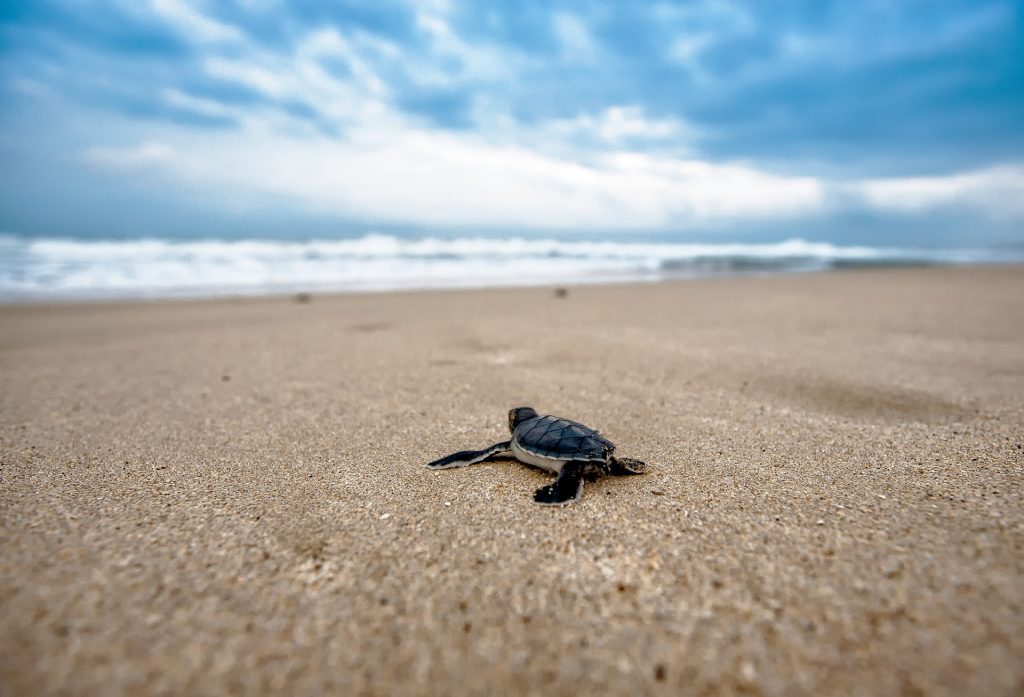 Nirai Beach is home to several tropical fishes and sea turtles along with coral reefs near the shores