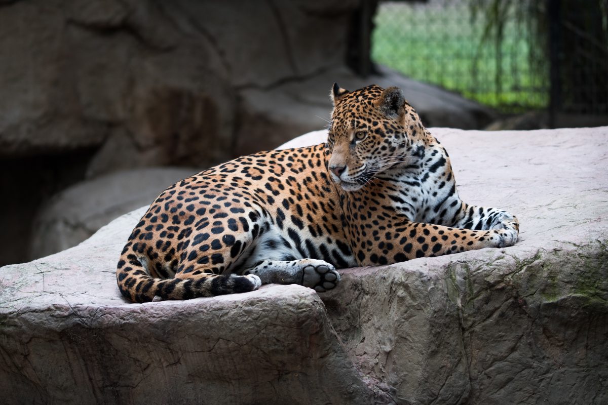 The Range of the Jaguar is a must see if you’re going to plan a trip to the Jacksonville Zoo