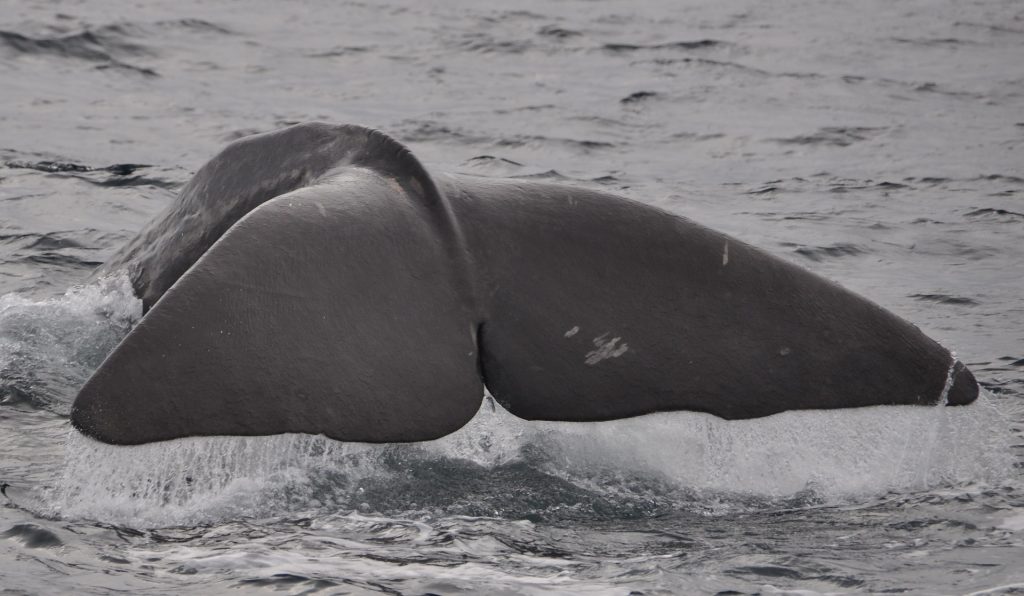 Sperm Whale