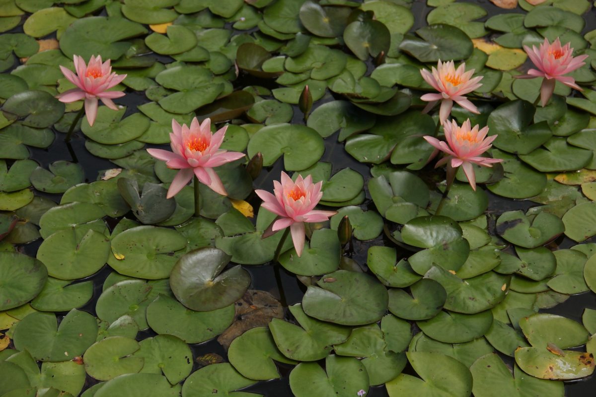 Everything You Need To Know About The Brooklyn Botanic Garden waterlilies 2684146 1920 - Everything You Need To Know About The Brooklyn Botanic Garden