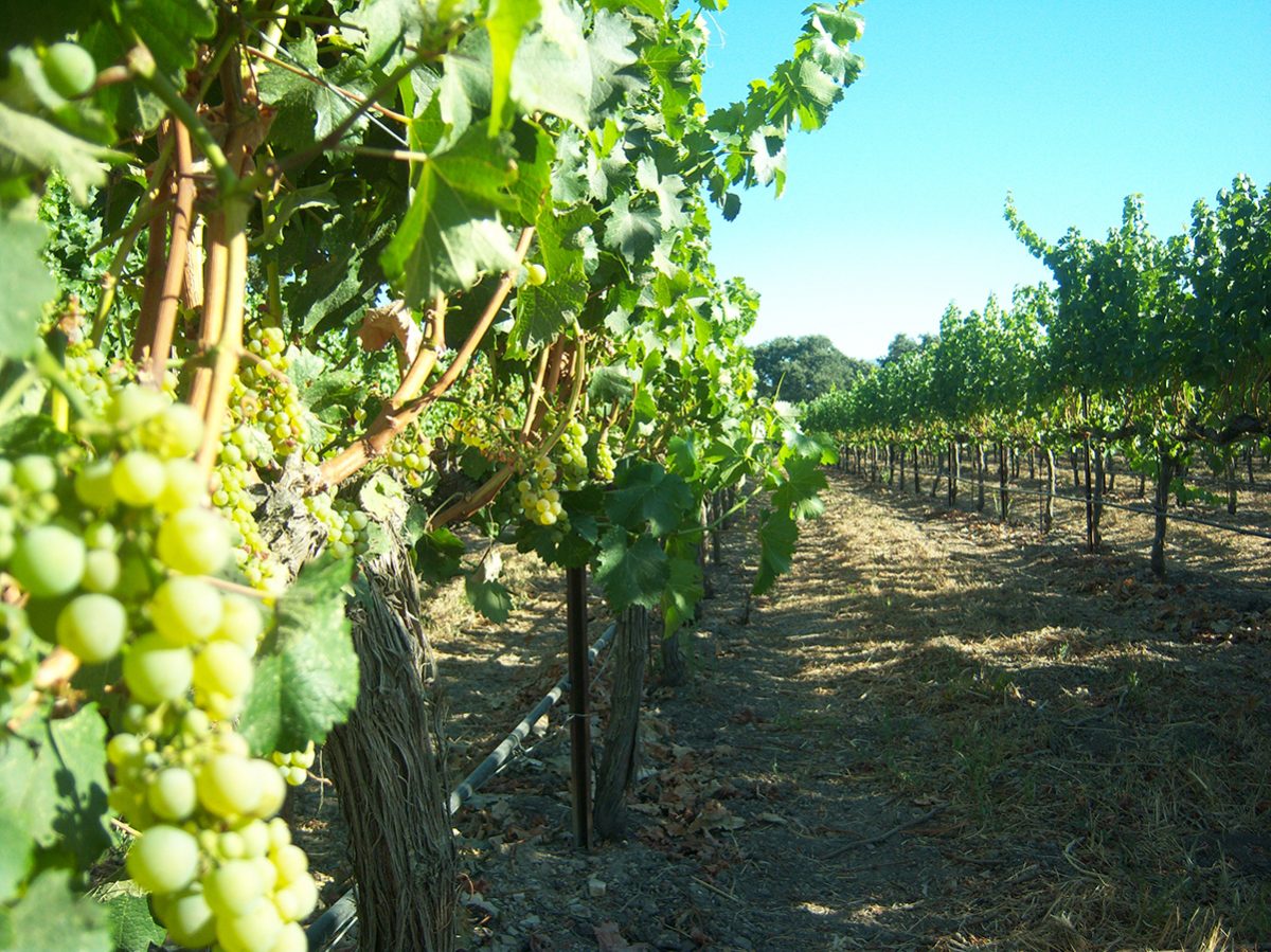 Santa Barbara Winery, Things To Do In Santa Barbara, California, USA Santa Barbara Winery, Things To Do In Santa Barbara, California, USA