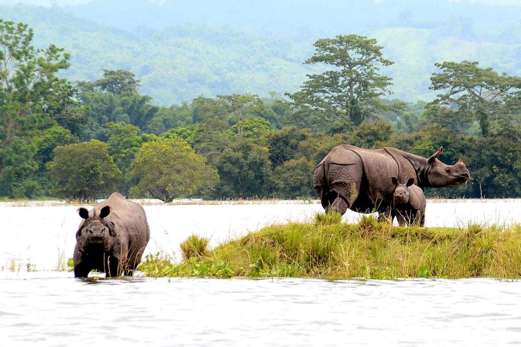 rhinos, national parks in india