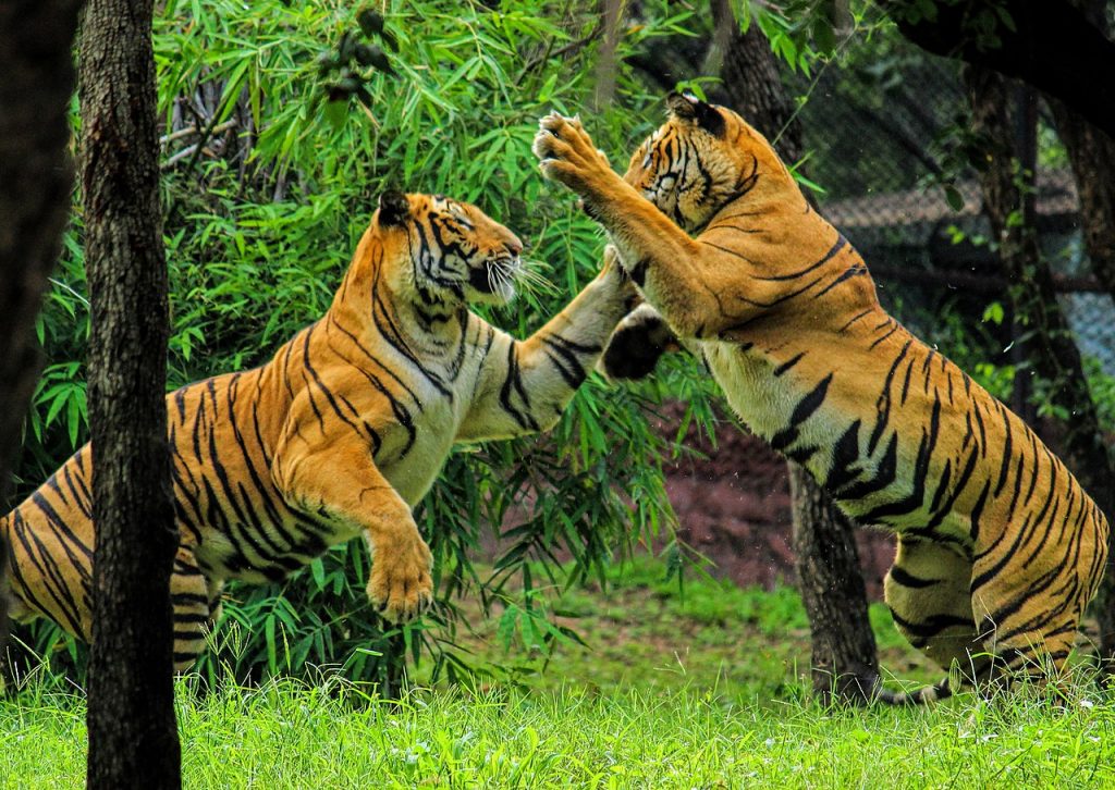 tiger, national parks in india