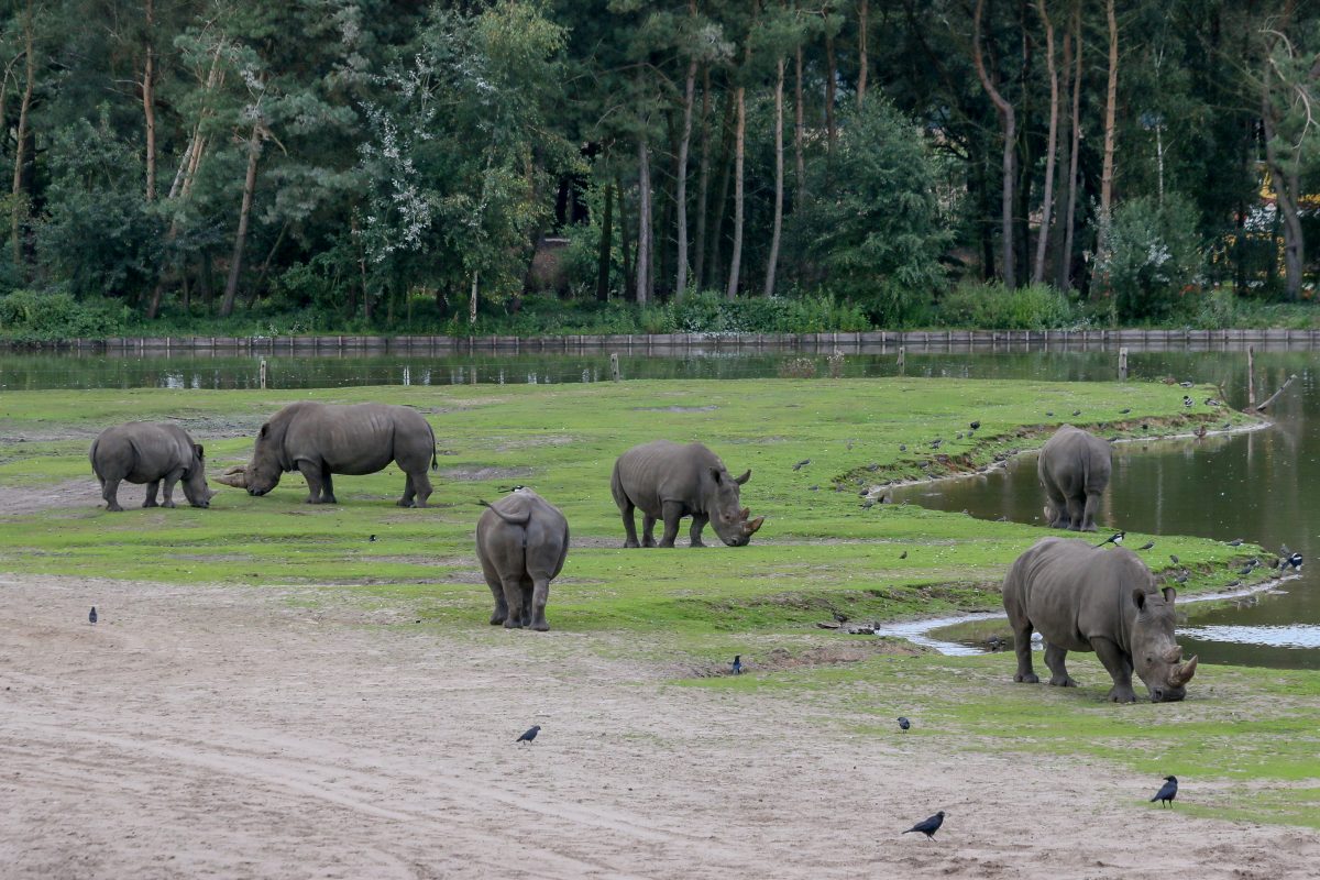 Rhinoceroces at Beekse Bergen