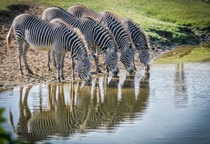 Zebras at Beekse Bergen