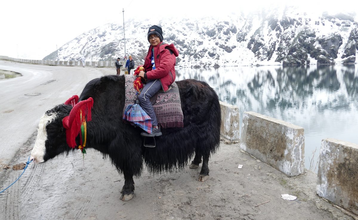 A boy on a yak in Gangtok