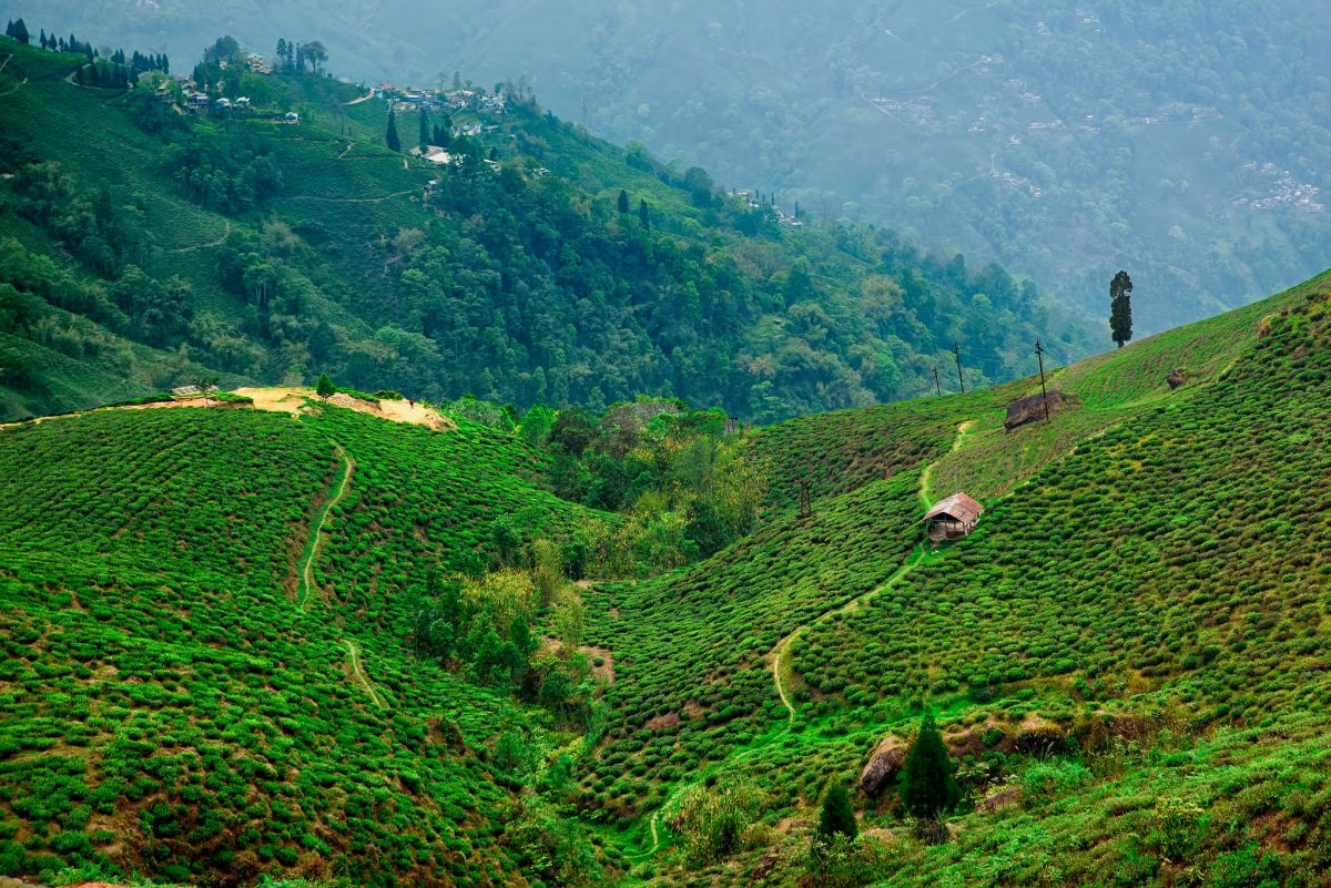 Happy Valley Tea Estate