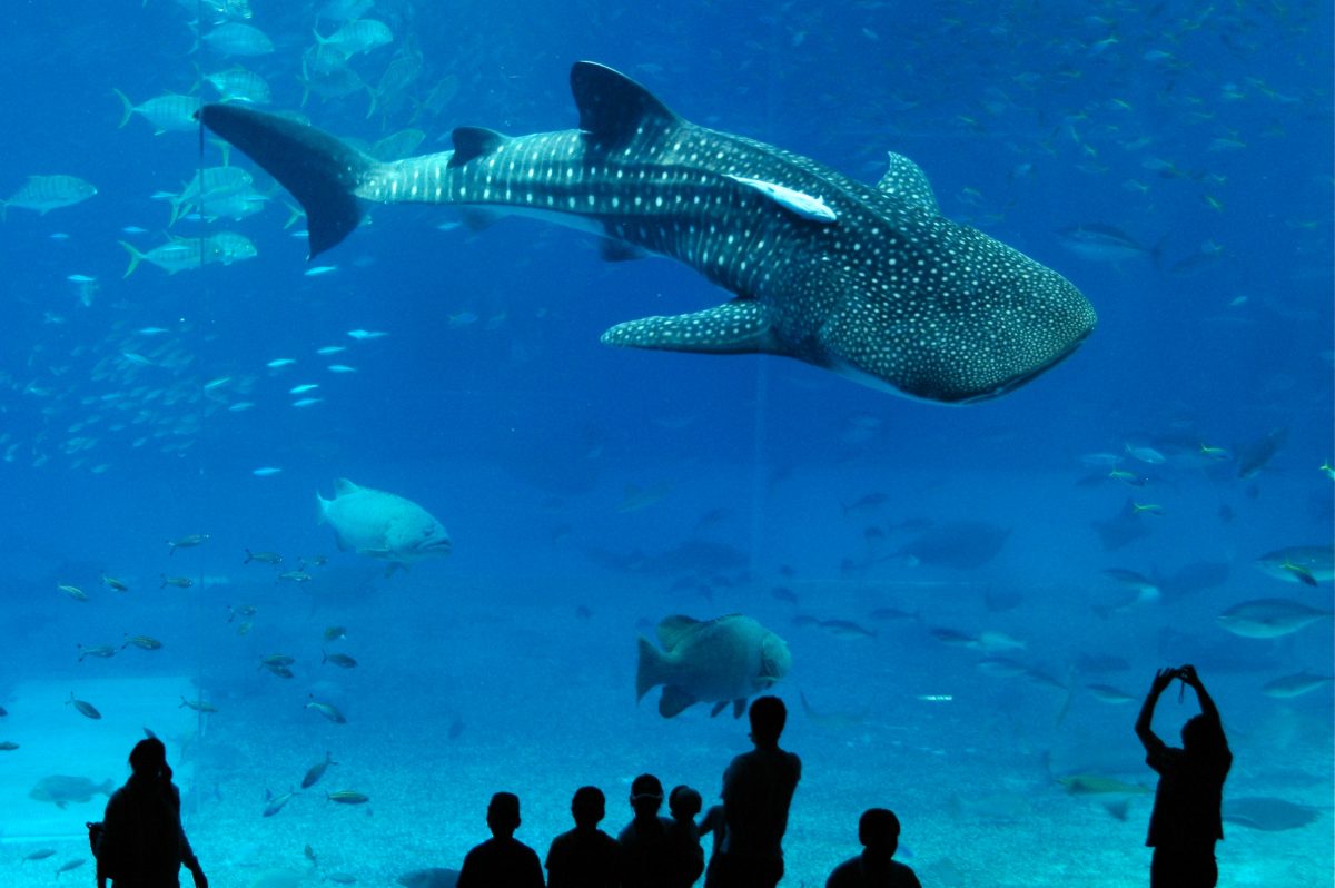 Major Aquariums Near Me - Pedro Aquarium