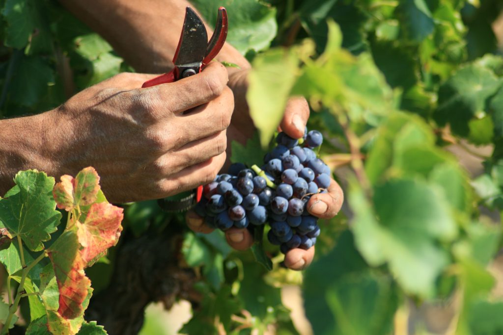 grapes, provence