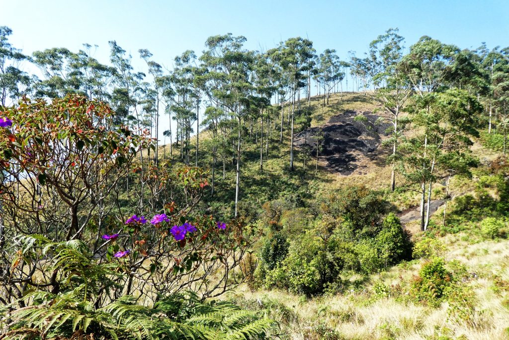 forest, national parks in india