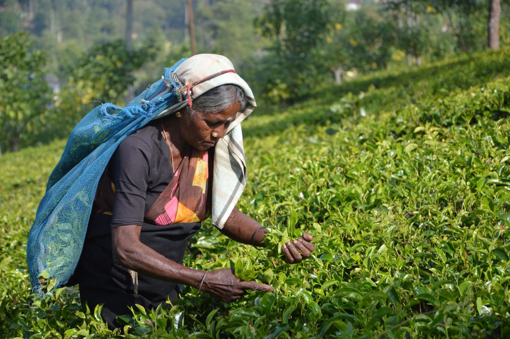 5 Reasons You Must Taste The Darjeeling Tea TouristSecrets