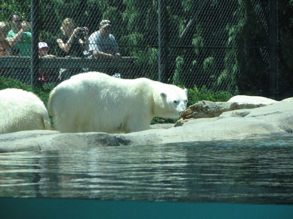 Toledo Polar bear