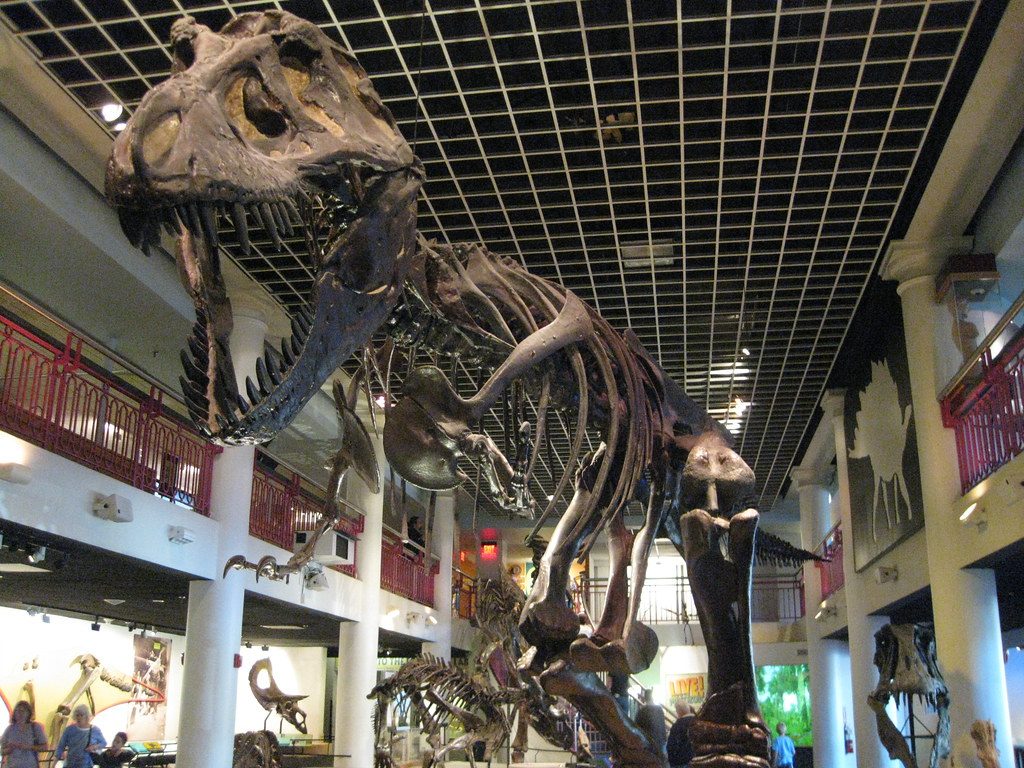 Dino Science Museum