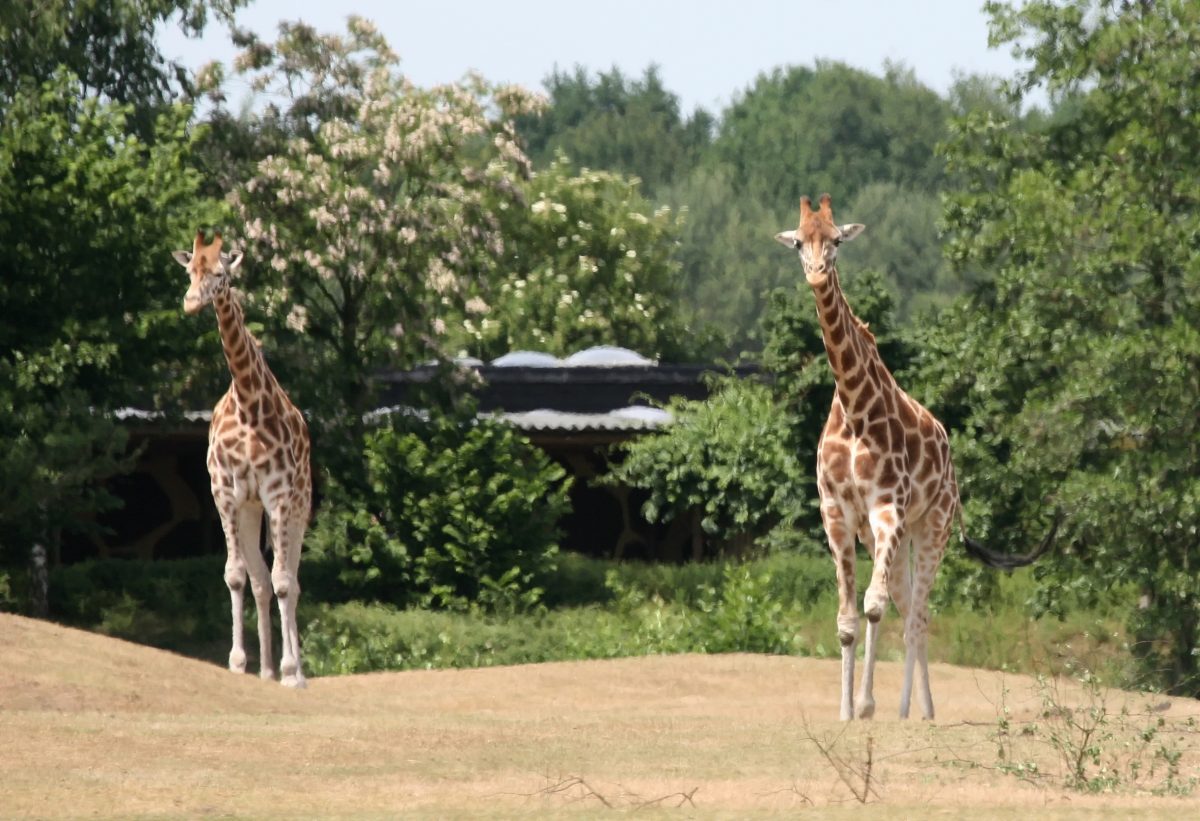 safari zoo nederland