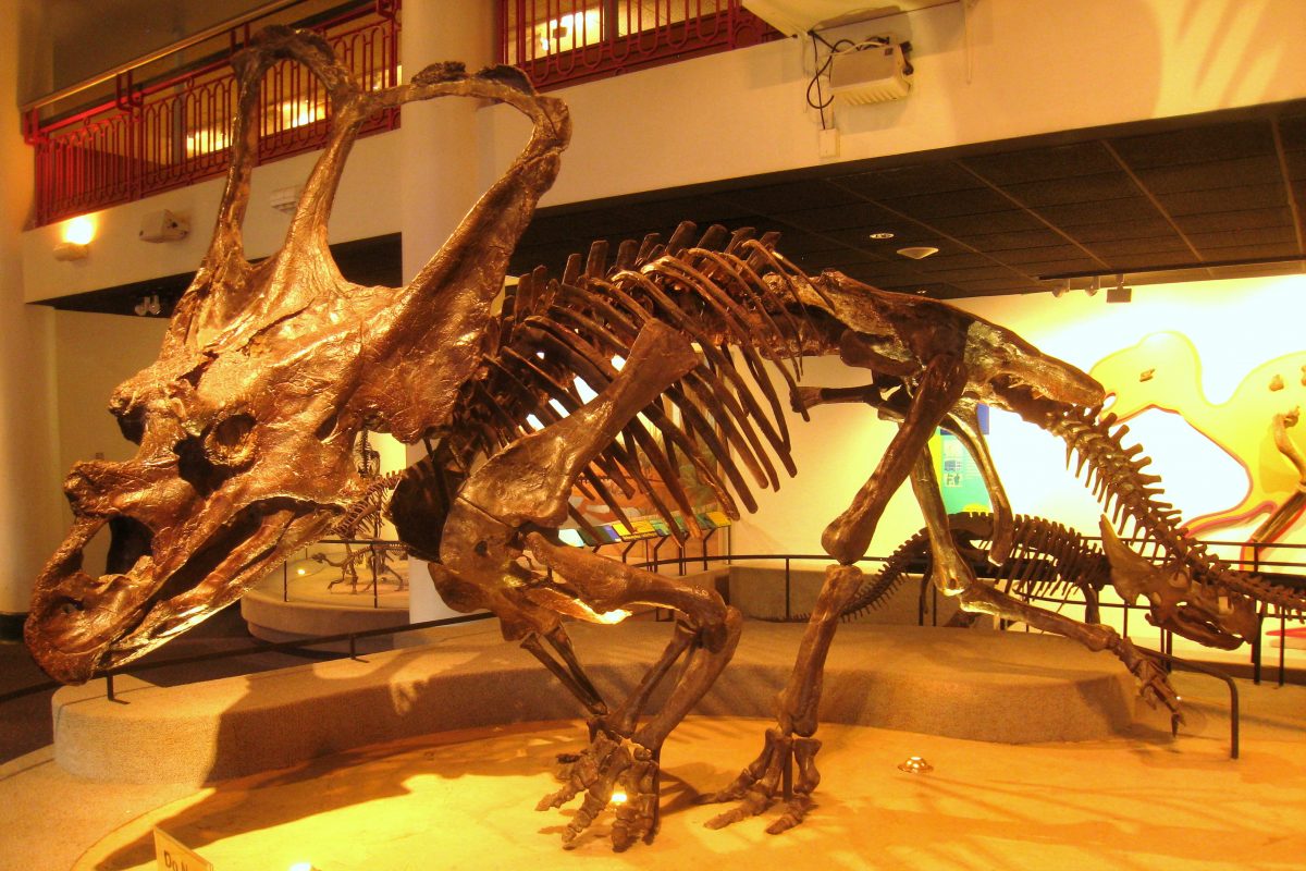 15 Best Things To Do In Philadelphia, Pennsylvania Academy of Natural Sciences Philadelphia IMG 7414 - 15 Best Things To Do In Philadelphia, Pennsylvania