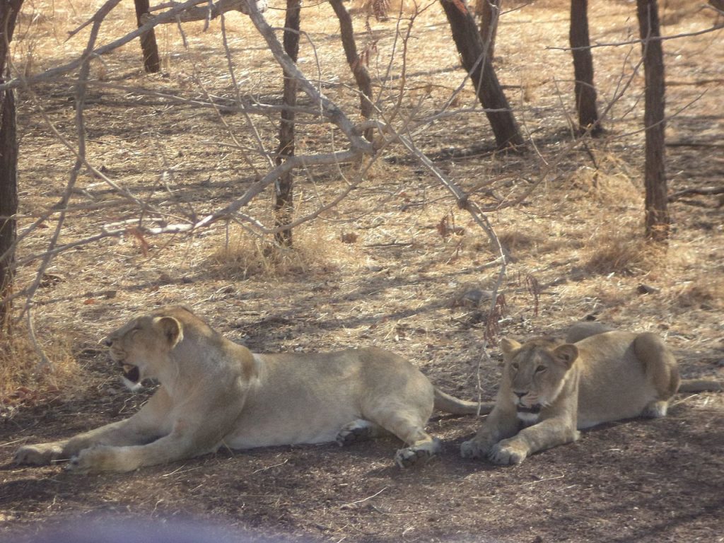 lions, national parks in india